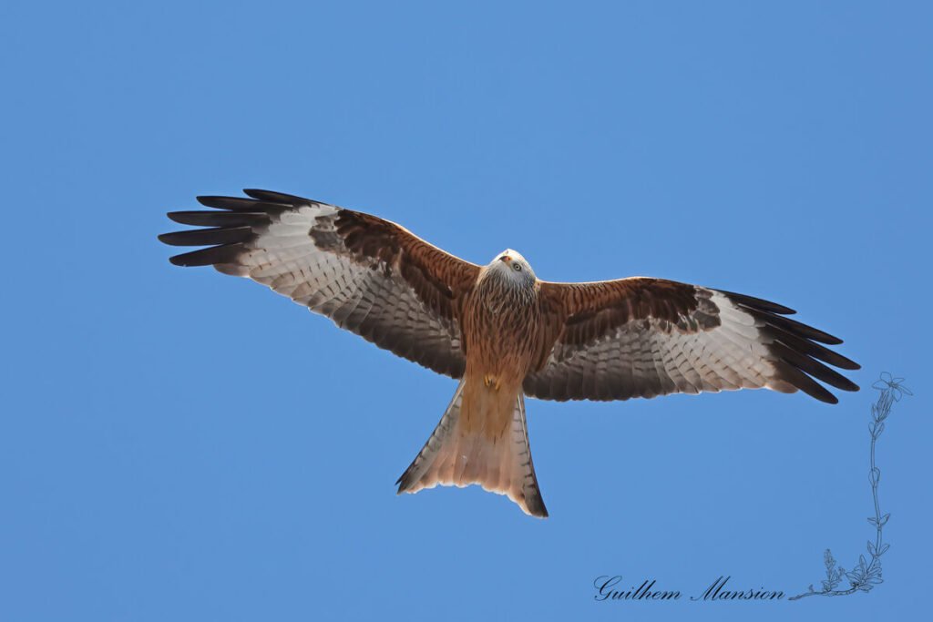 Milvus milvus - Milan royal [Accipitridae]