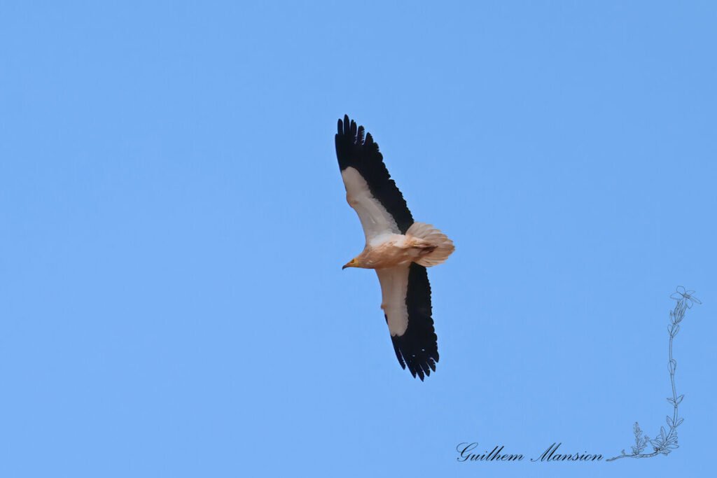 Neophron percnopterus - Vautour percnoptère [Accipitridae]