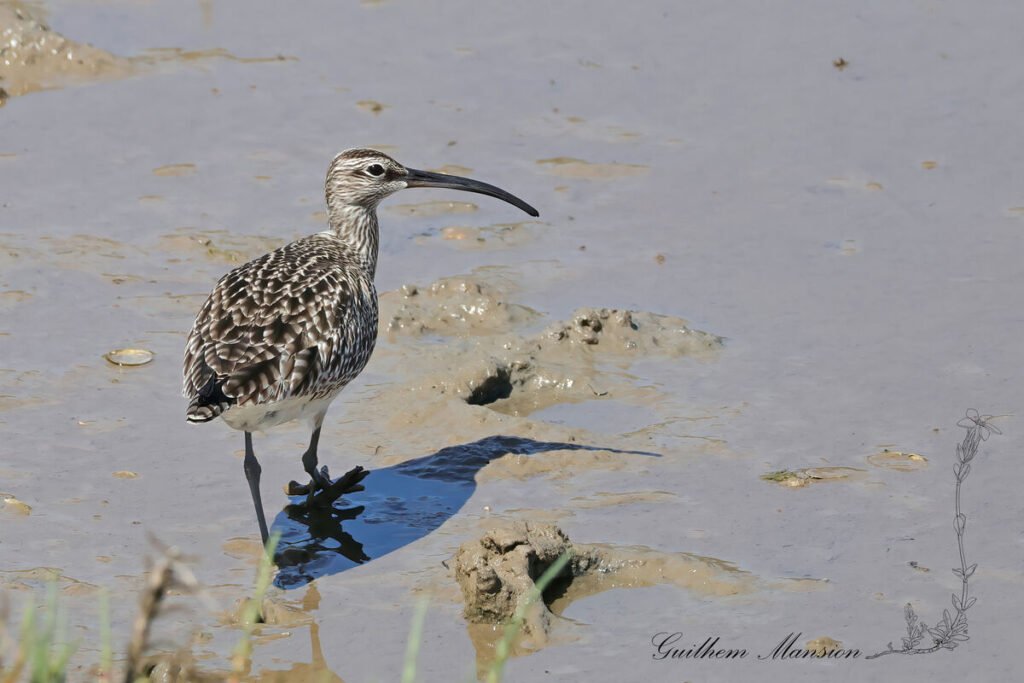 Numenius phaeopus - Courlis corlieu [Scolopacidae]