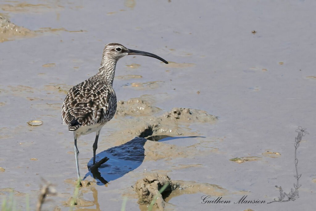 Numenius phaeopus - Courlis corlieu [Scolopacidae]