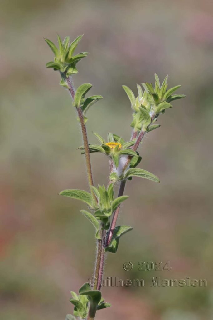 Pallenis spinosa