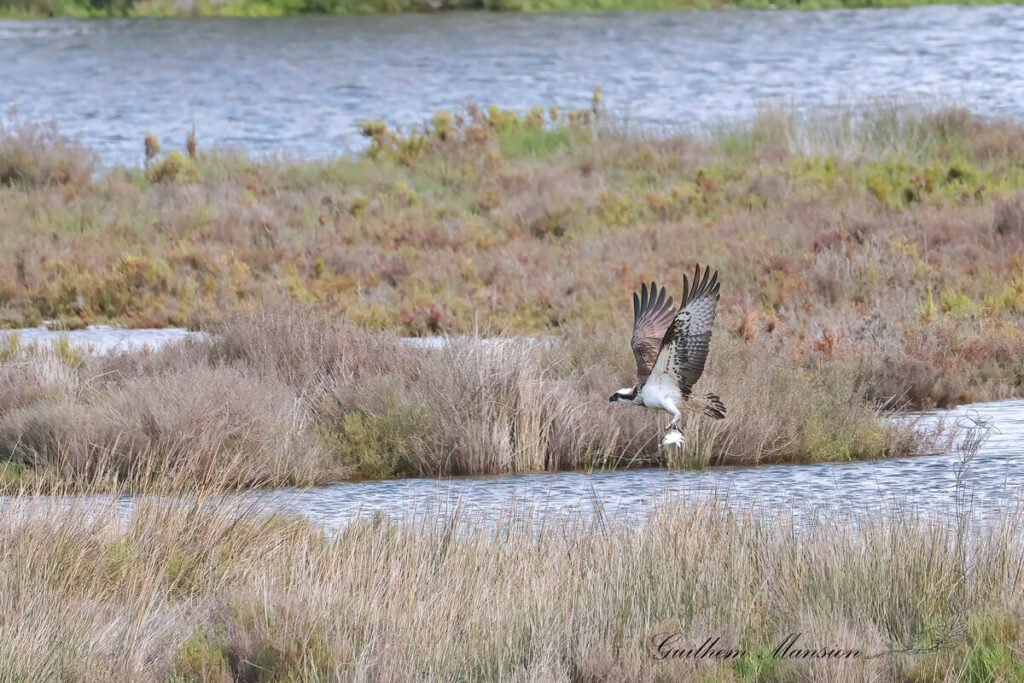 Pandion haliaetus - Balbuzard pêcheur [Pandionidae]