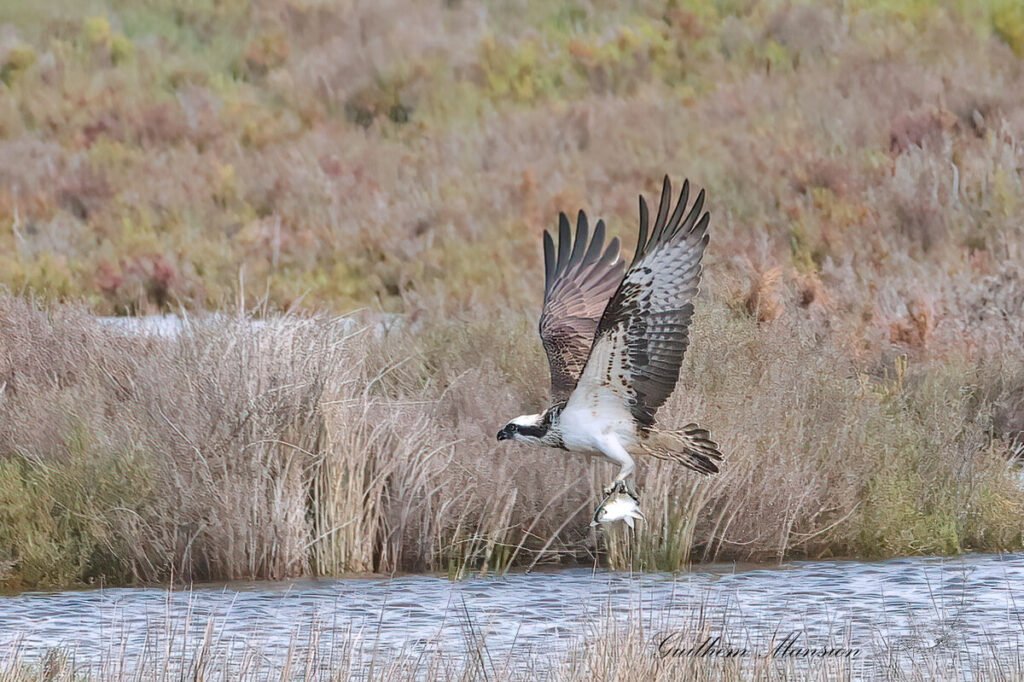 Pandion haliaetus - Balbuzard pêcheur [Pandionidae]