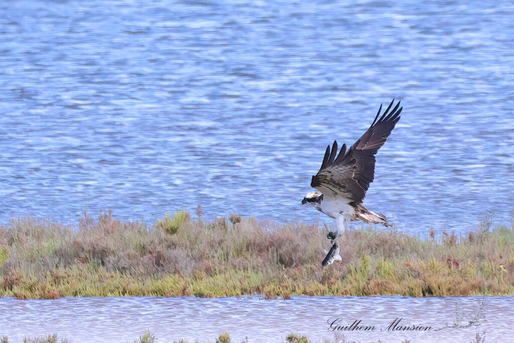 Pandion haliaetus - Balbuzard pêcheur [Pandionidae]
