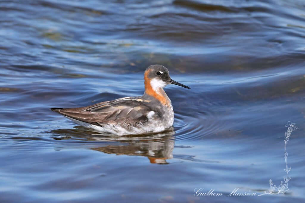 Phalaropus lobatus - Phalarope à bec étroit [Scolopacidae]