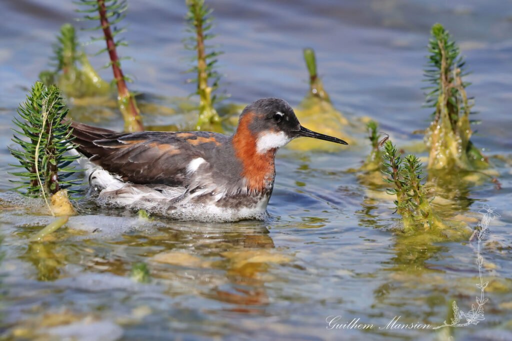 Phalaropus lobatus - Phalarope à bec étroit [Scolopacidae]