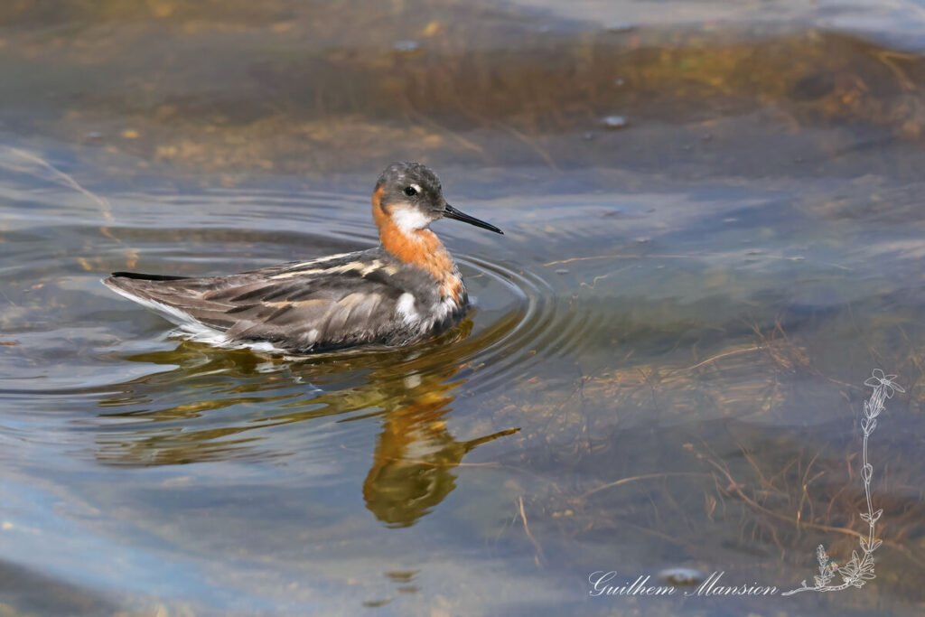 Phalaropus lobatus - Phalarope à bec étroit [Scolopacidae]