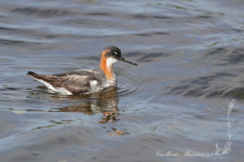 Phalaropus lobatus - Phalarope à bec étroit [Scolopacidae]