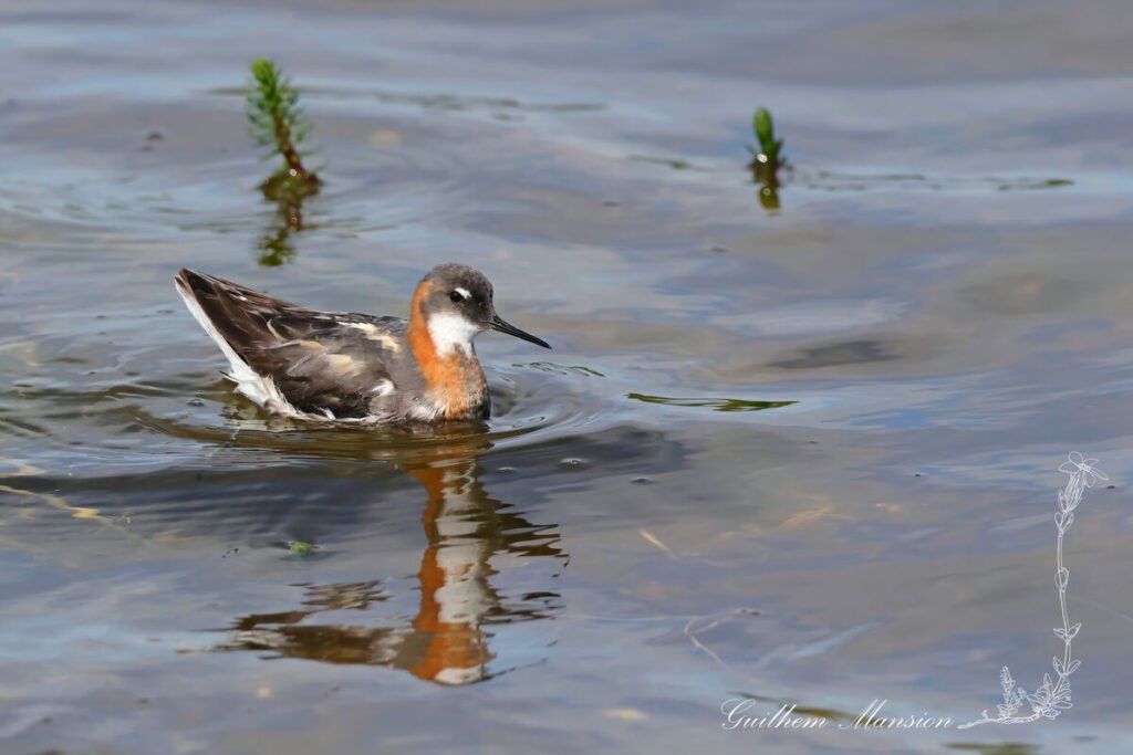 Phalaropus lobatus - Phalarope à bec étroit [Scolopacidae]
