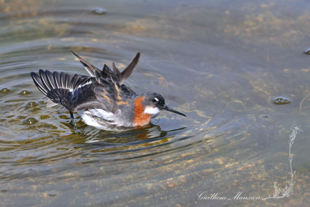 Phalaropus lobatus - Phalarope à bec étroit [Scolopacidae]