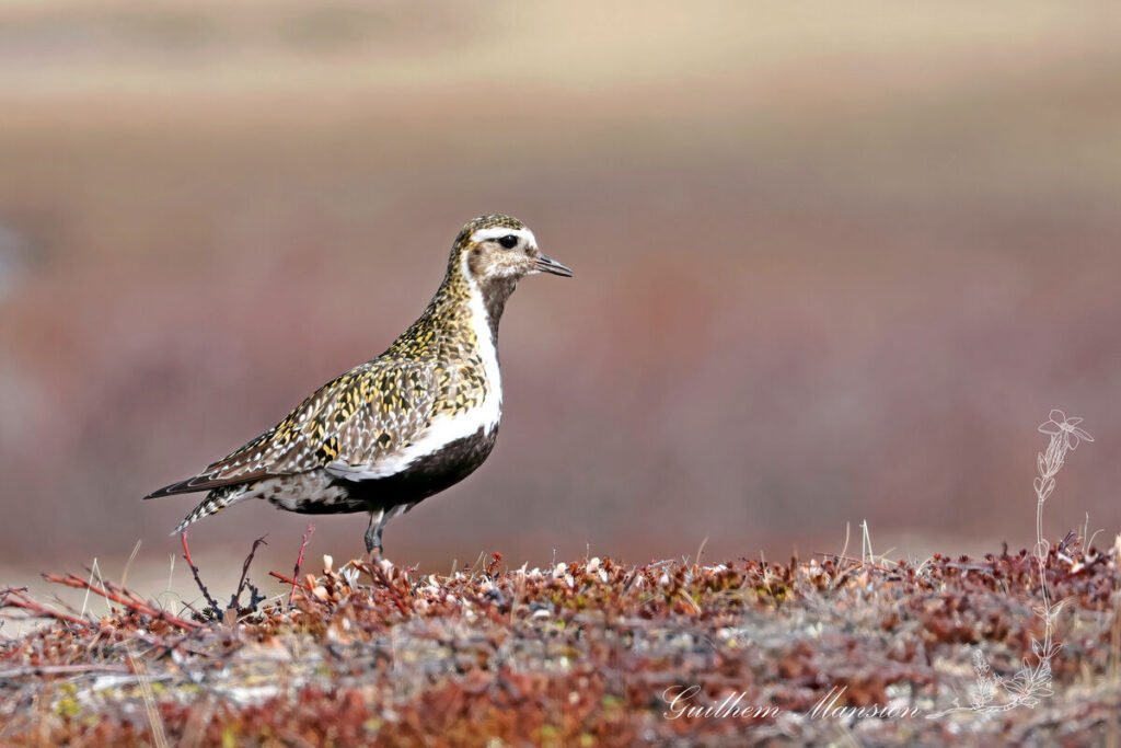 Pluvialis apricaria - Pluvier doré [Charadriidae]