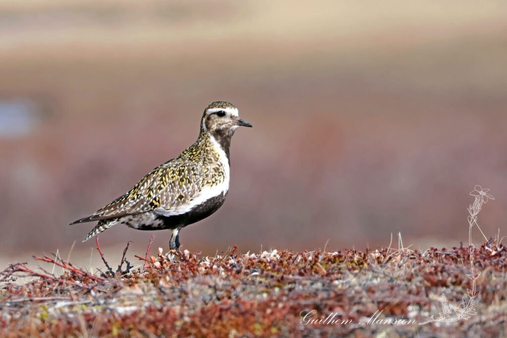 Pluvialis apricaria - Pluvier doré [Charadriidae]