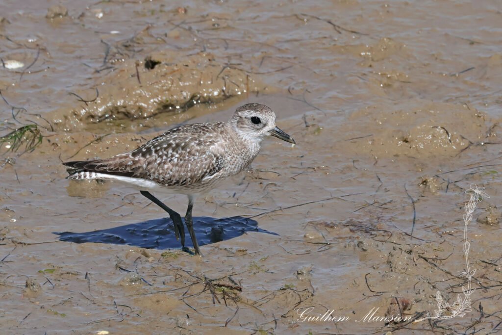 Pluvialis squatarola - Pluvier argenté [Charadriidae]