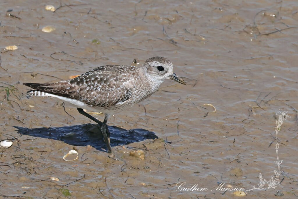 Pluvialis squatarola - Pluvier argenté [Charadriidae]