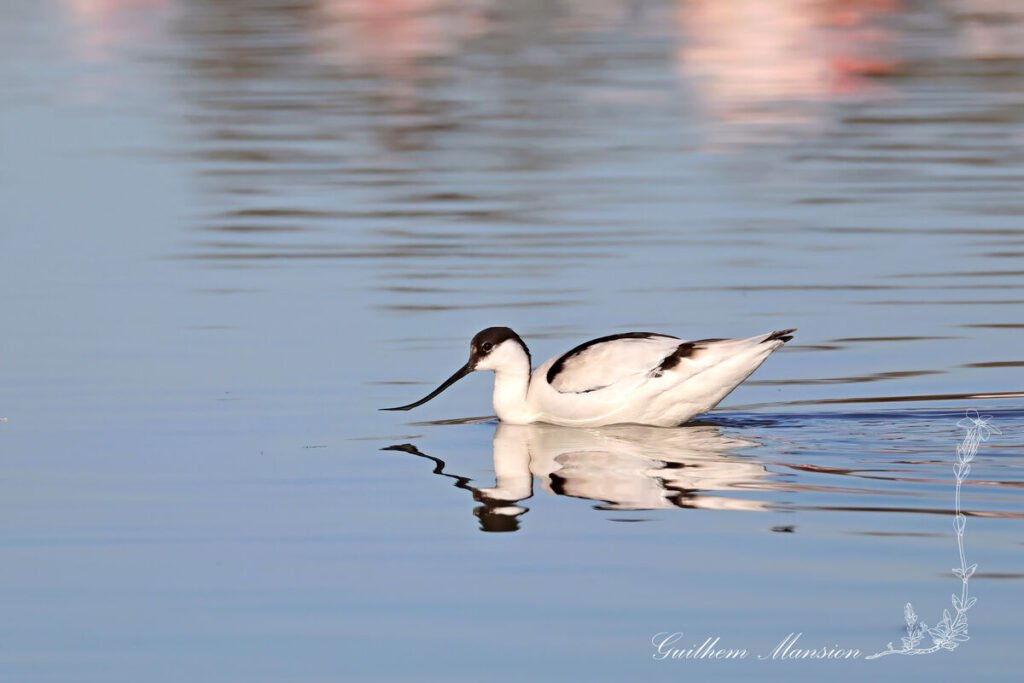 Recurvirostra avosetta - Avocette élégante [Recurvirostridae]