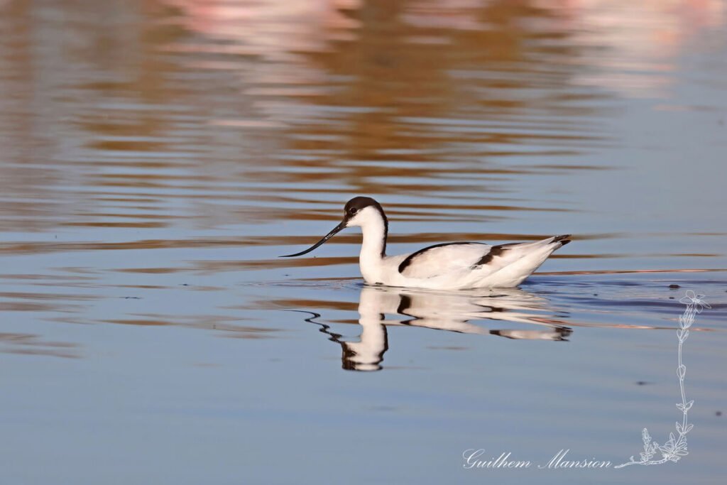 Recurvirostra avosetta - Avocette élégante [Recurvirostridae]
