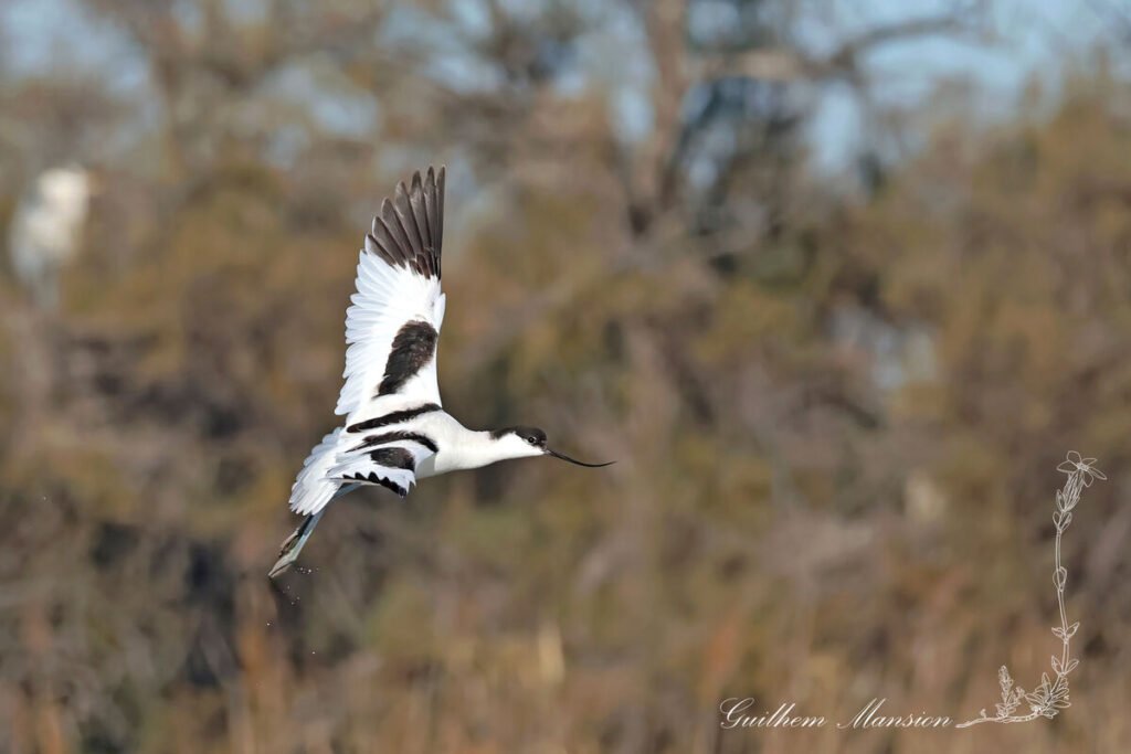 Recurvirostra avosetta - Avocette élégante [Recurvirostridae]