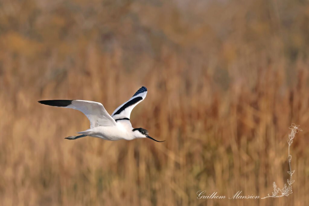 Recurvirostra avosetta - Avocette élégante [Recurvirostridae]