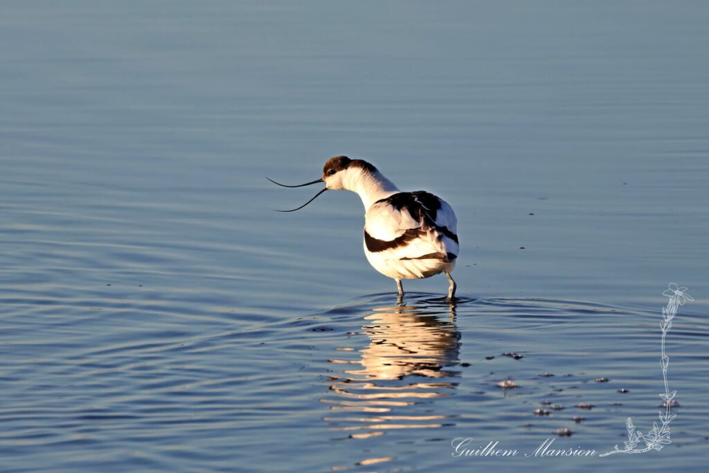 Recurvirostra avosetta - Avocette élégante [Recurvirostridae]