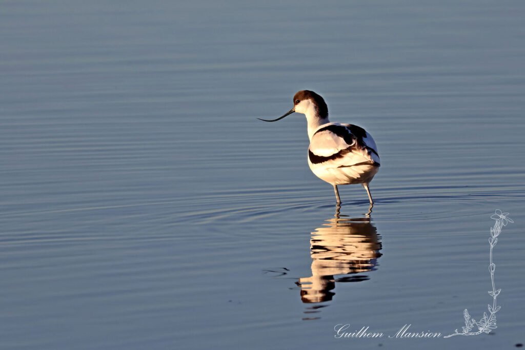 Recurvirostra avosetta - Avocette élégante [Recurvirostridae]