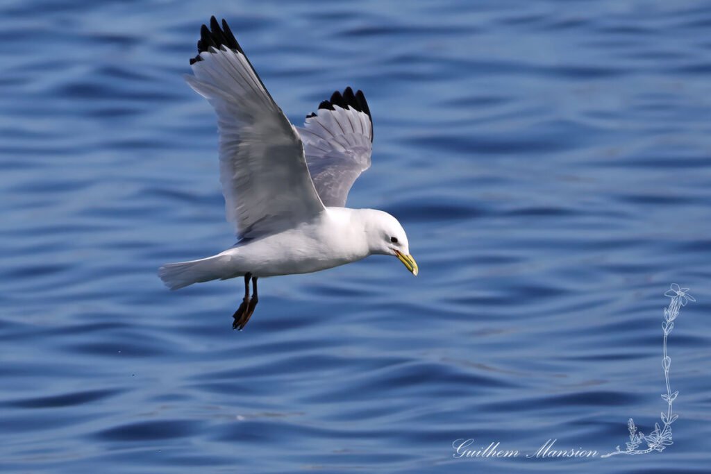 Rissa tridactyla - Mouette tridactyle [Laridae]