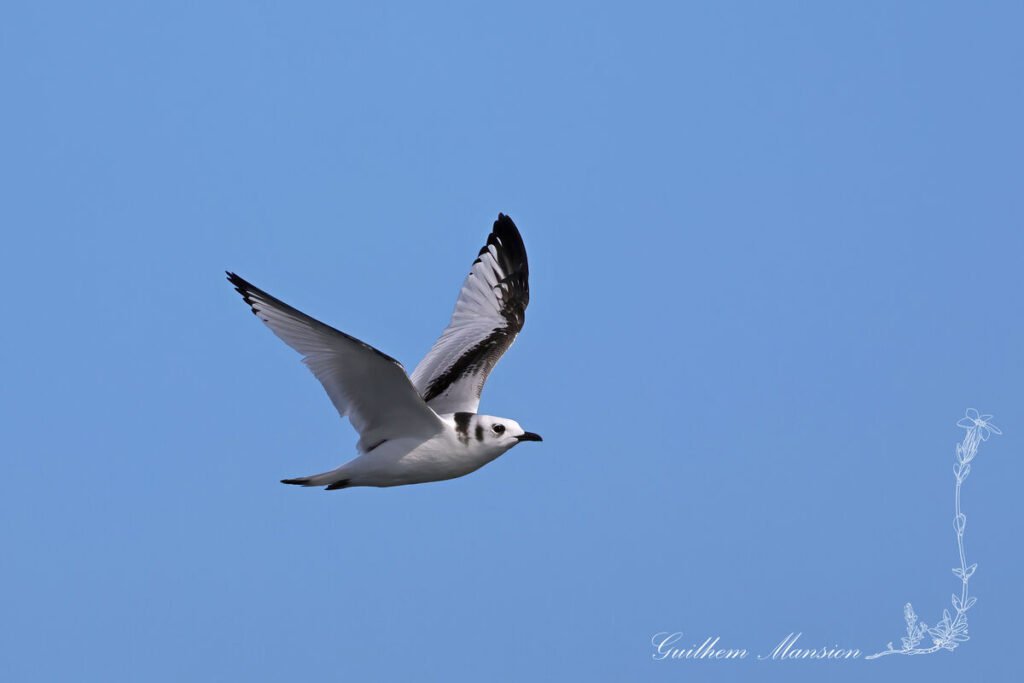 Rissa tridactyla - Mouette tridactyle [Laridae]