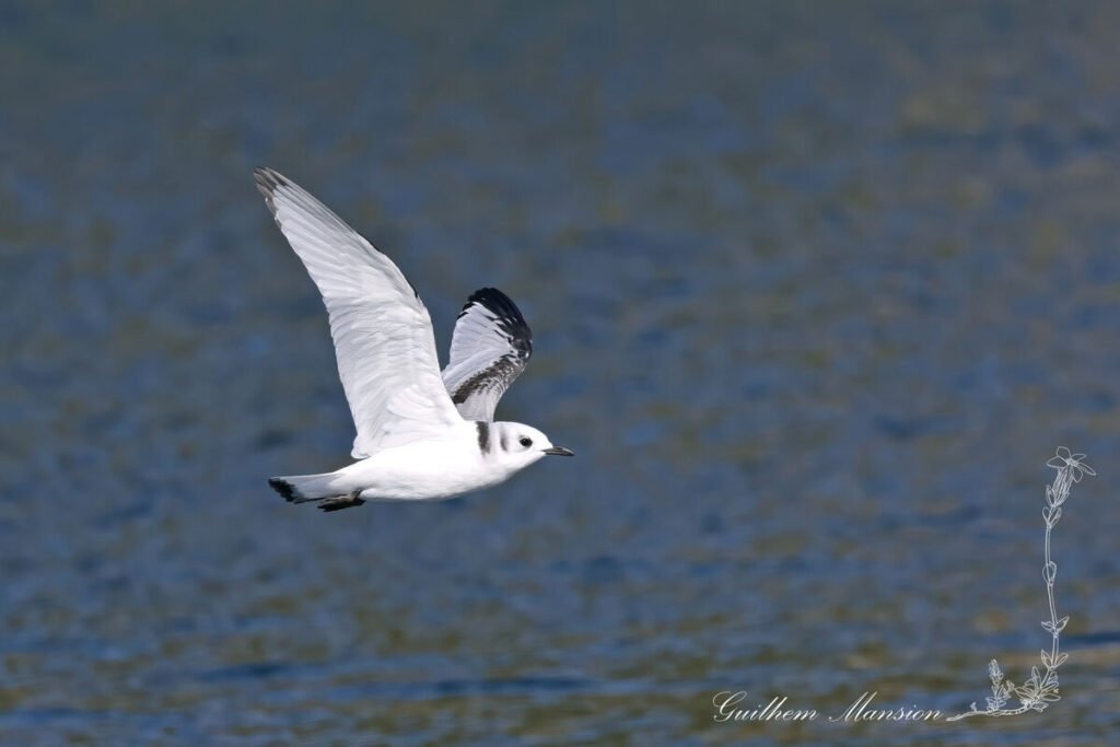 Rissa tridactyla - Mouette tridactyle [Laridae]