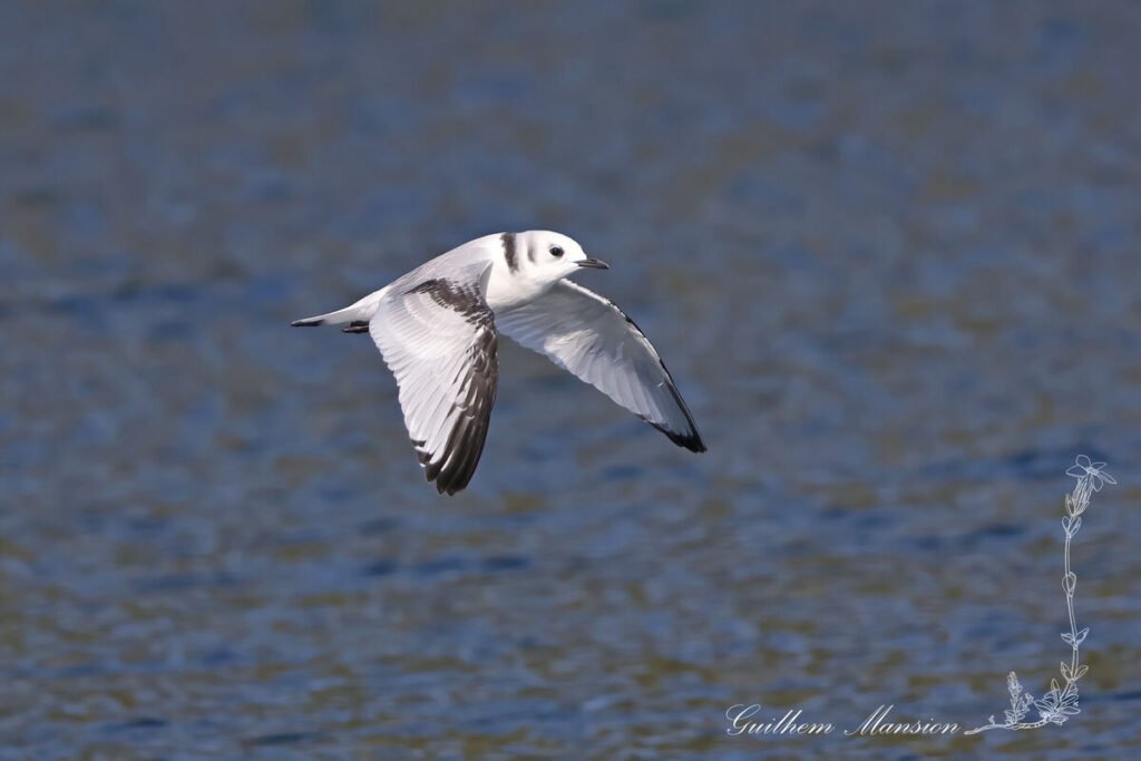 Rissa tridactyla - Mouette tridactyle [Laridae]