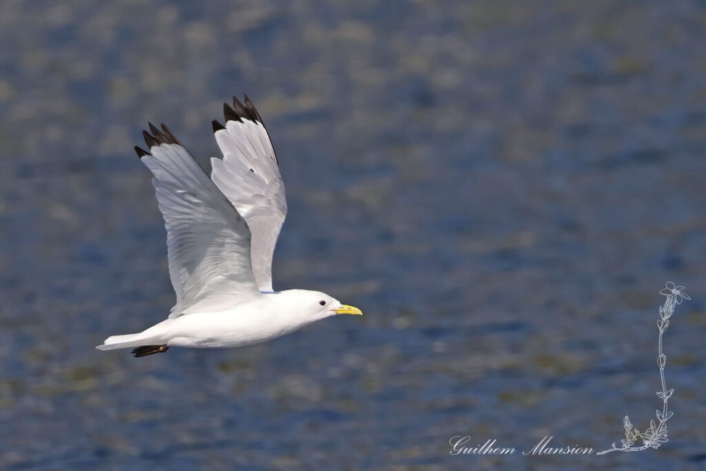 Rissa tridactyla - Mouette tridactyle [Laridae]