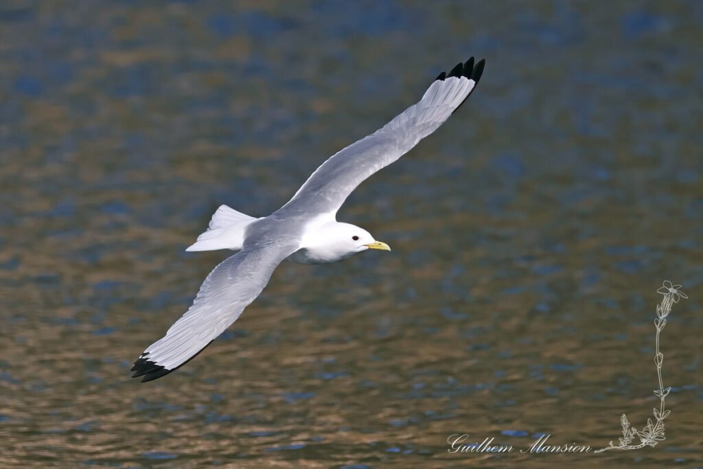 Rissa tridactyla - Mouette tridactyle [Laridae]