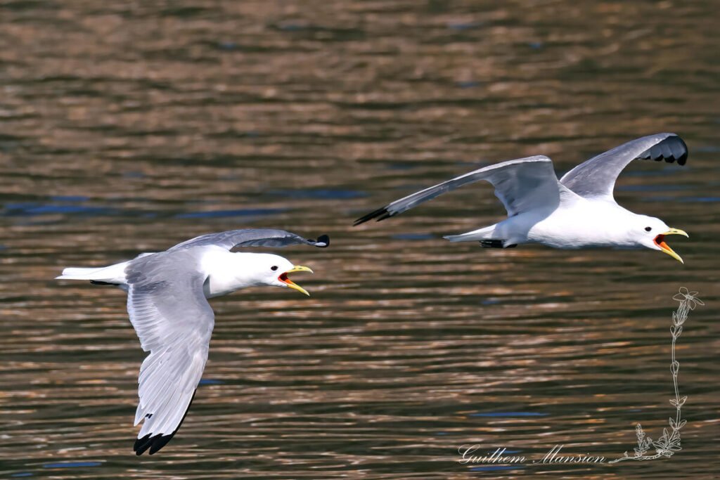 Rissa tridactyla - Mouette tridactyle [Laridae]