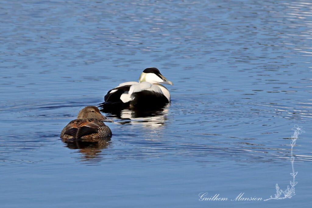 Somateria mollissima - Eider à duvet [Anatidae]