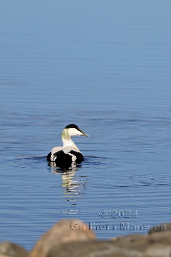 Somateria mollissima - Eider à duvet [Anatidae]