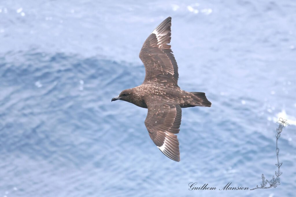 Stercorarius antarcticus - Labbe antarctique [Stercorariidae]