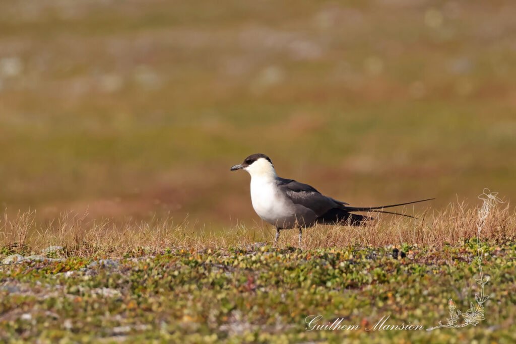 Stercorarius longicaudus - Labbe longue queue [Stercorariidae]