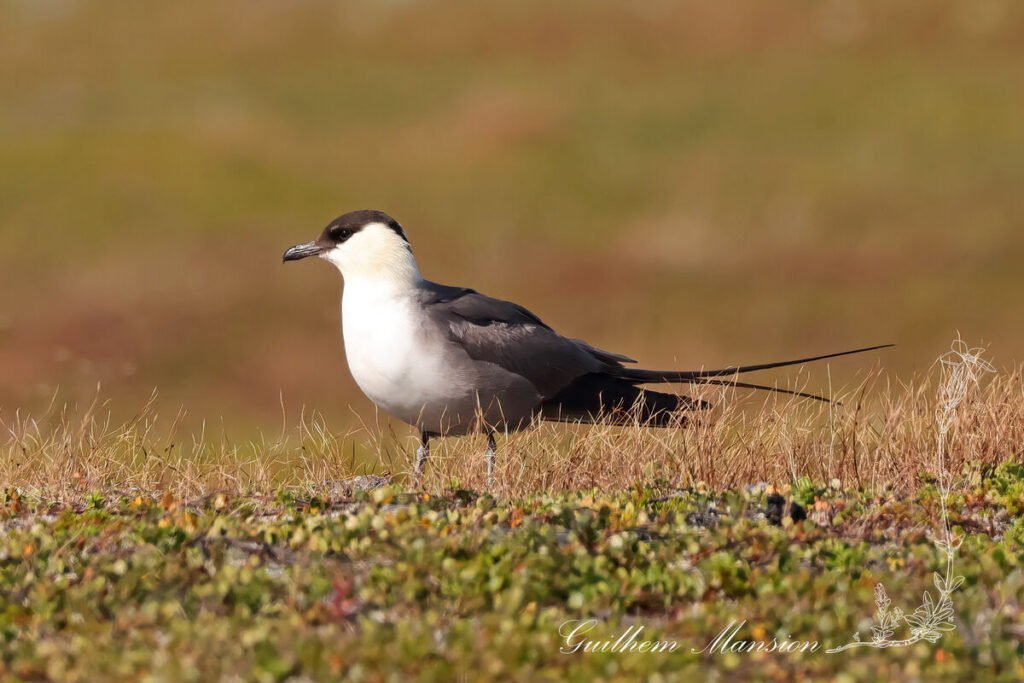 Stercorarius longicaudus - Labbe longue queue [Stercorariidae]