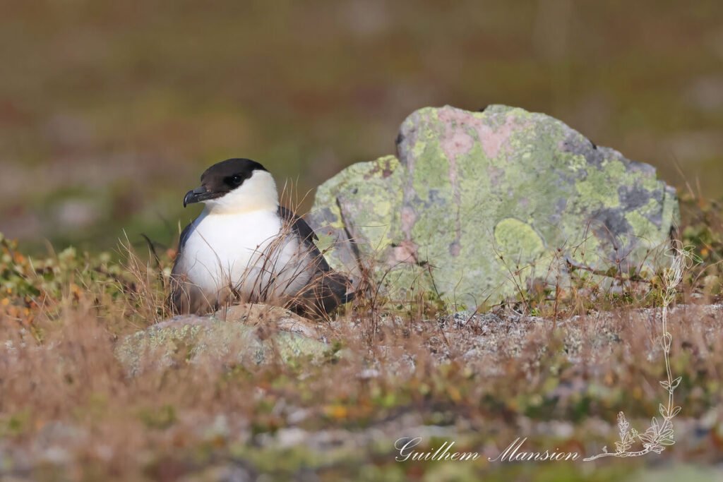 Stercorarius longicaudus - Labbe longue queue [Stercorariidae]