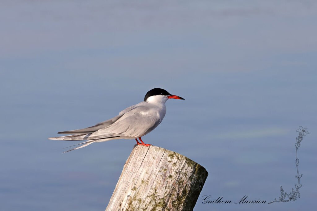 Sterna hirundo - Sterne pierregarin [Laridae]