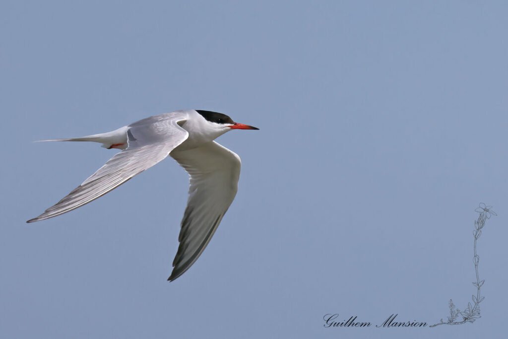 Sterna hirundo - Sterne pierregarin [Laridae]