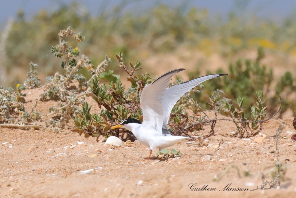 Sternula albifrons - Sterne naine [Laridae]