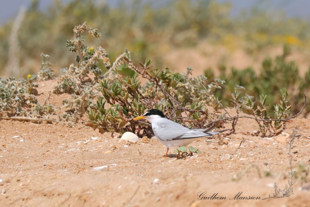 Sternula albifrons - Sterne naine [Laridae]