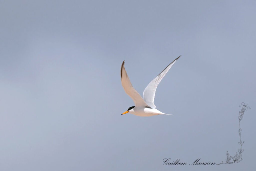 Sternula albifrons - Sterne naine [Laridae]