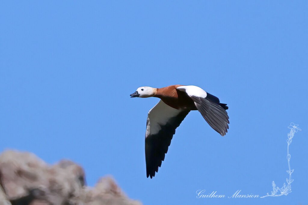 Tadorna ferruginea - Tadorne casarca [Anatidae]