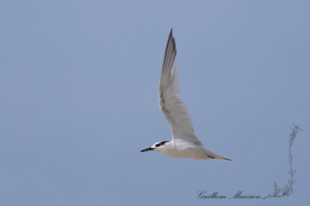 Thalasseus sandvicensis – Sterne caugek [Laridae]