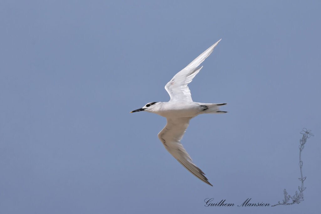 Thalasseus sandvicensis – Sterne caugek [Laridae]