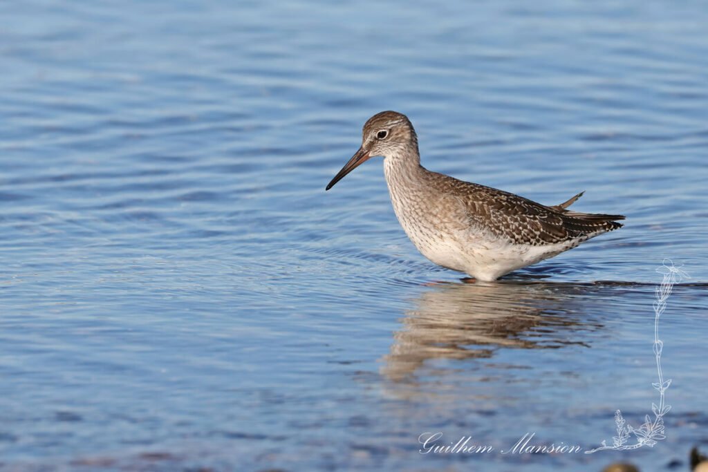 Tringa nebularia - Chevalier aboyeur [Scolopacidae]