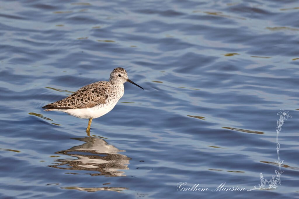 Tringa stagnatilis - Chevalier stagnatile [Scolopacidae]