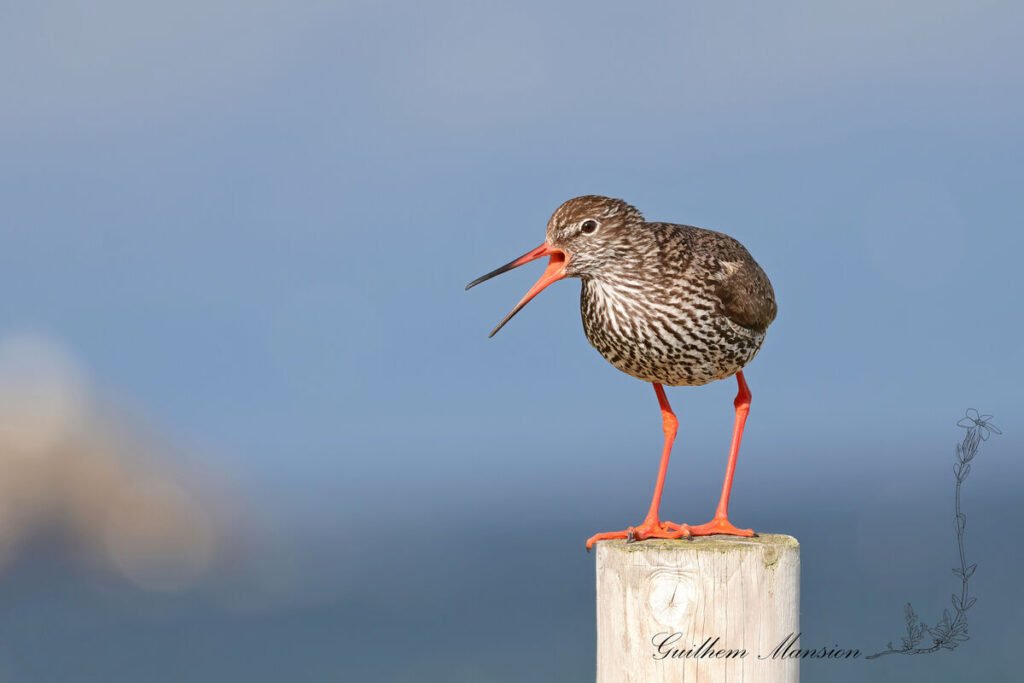Tringa totanus - Chevalier gambette [Scolopacidae]