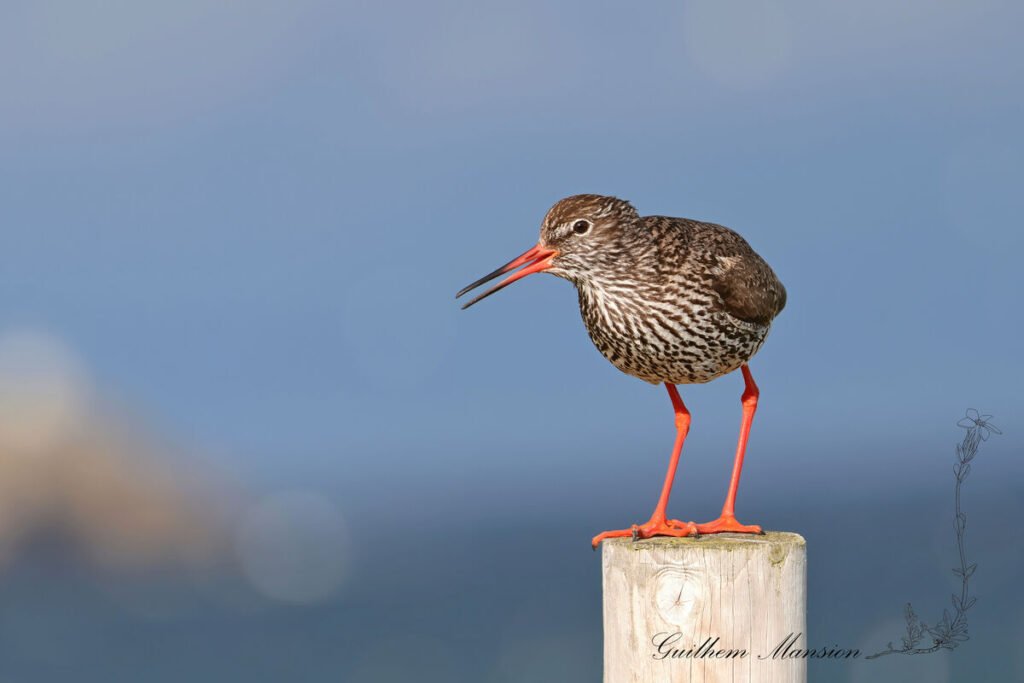 Tringa totanus - Chevalier gambette [Scolopacidae]