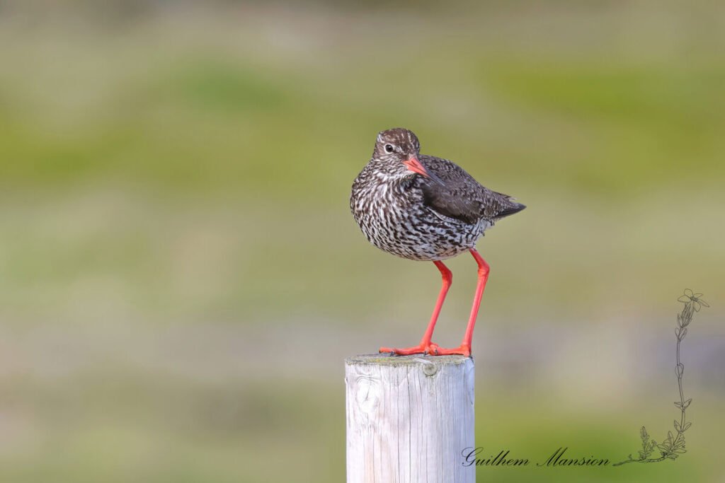 Tringa totanus - Chevalier gambette [Scolopacidae]